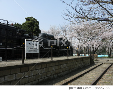 Yu Nishiguchi First Park (D51 steam locomotive No. 453) in Sakai City where the cherry blossoms bloom Yu Nishiguchi First Park (D51 steam locomotive No. 453) in Sakai City where the cherry blossoms bloom 43337920