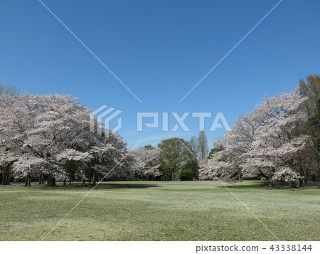 櫻花盛開的春天Kakinoha公園（櫻花廣場） 43338144