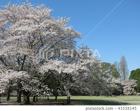 櫻花盛開的春天Kakinoha公園（櫻花廣場） 43338145