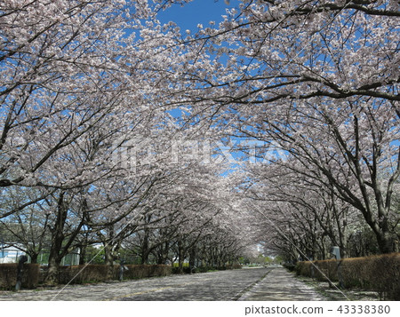 Spring Kakinoha Park with beautiful cherry blossom trees 43338380