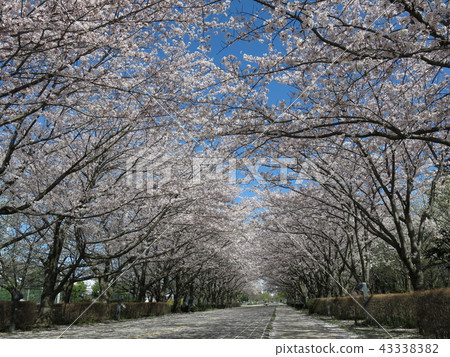 Spring Kakinoha Park with beautiful cherry blossom trees Spring Kakinoha Park with beautiful cherry blossom trees 43338382