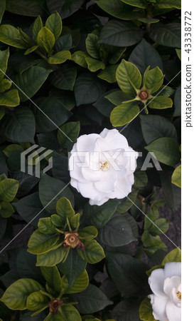 花 背景 廠 43338772