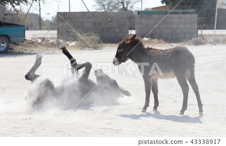 Adult donkey rolling in the sand Adult donkey rolling in the sand 43338917