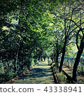 夏天 森林 吉爾 43338941
