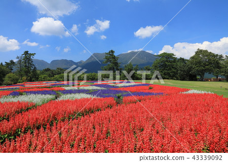 Salvia fields and the Kuju mountain range (Kuju Town, Taketa City) 43339092