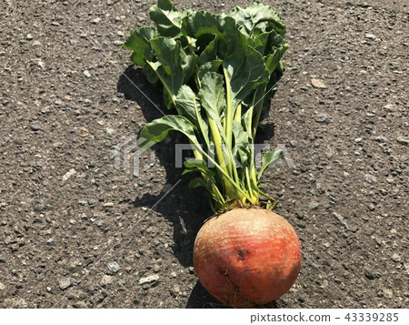 Hokkaido Naganuma leafed beet golden Hokkaido Naganuma leafed beet golden 43339285
