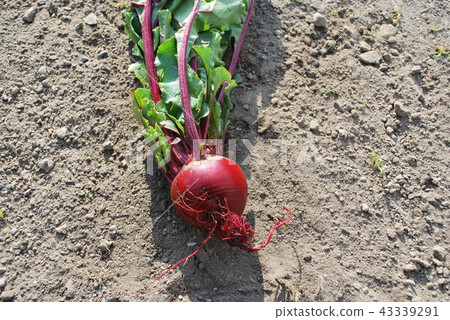 Hokkaido Naganuma leafed beet Detroit Hokkaido Naganuma leafed beet Detroit 43339291
