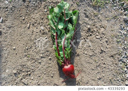 Hokkaido Naganuma leafed beet Detroit Hokkaido Naganuma leafed beet Detroit 43339293