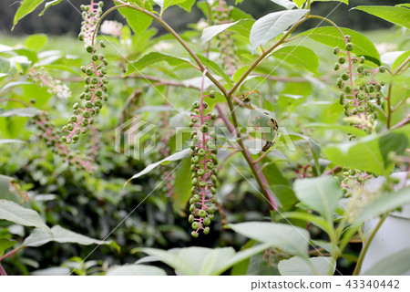 山區鄉房 43340442