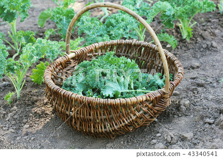 Young kale growing in the vegetable garden. Young kale growing in the vegetable garden. 43340541