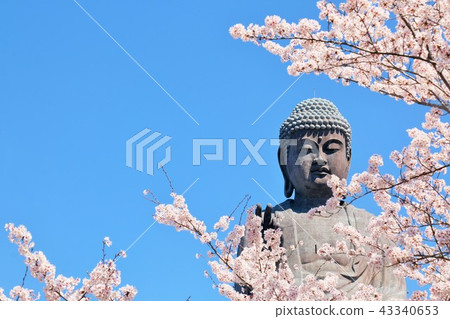 茨城縣Ushiku Daibutsu和Sakura 43340653