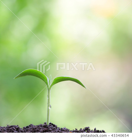 Young green plant growing Young green plant growing 43340654
