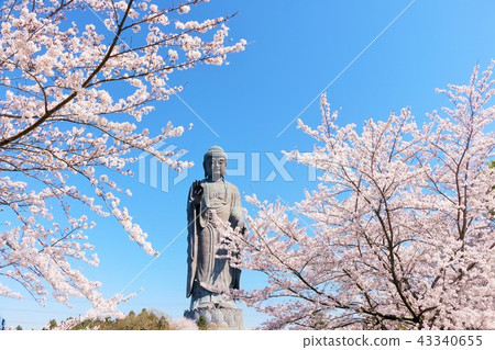 茨城縣Ushiku Daibutsu和Sakura 43340655