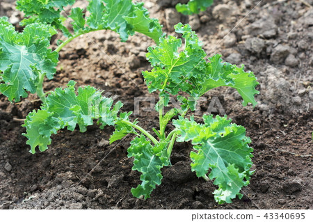 Young kale growing in the vegetable garden Young kale growing in the vegetable garden 43340695