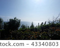 三浦半島初夏海洋陽光藍天 43340803