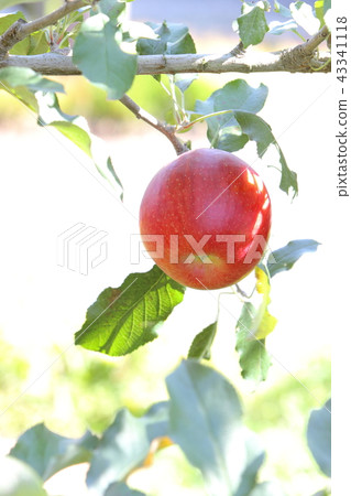 Close-up of red-colored apples (shinano sweet) Close-up of red-colored apples (shinano sweet) 43341118