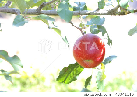 Apple (Shinano sweet) Apple (Shinano sweet) 43341119
