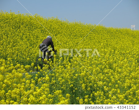 江戶川堤防油菜花（江戶川下游東海岸，常磐高速公路附近的自行車道） 43341152