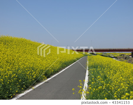 江戶川堤防油菜花（江戶川下游東海岸，常磐高速公路附近的自行車道） 43341153