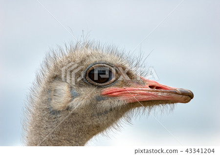 Straus (Ostrich) portrait in profile Straus (Ostrich) portrait in profile 43341204