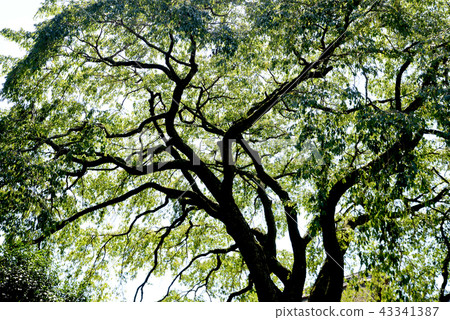 夏天的櫻花風景 43341387