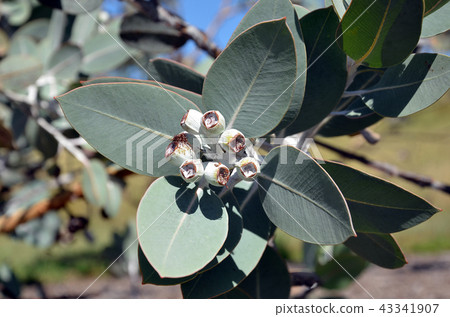 Gum nuts of Eucalyptus pleurocarpa 43341907