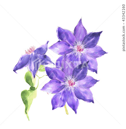 Clematis tessen 43342160