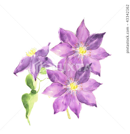 Clematis tessen Clematis tessen 43342162
