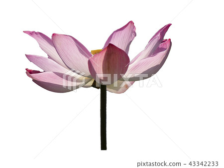 Pink lotus petal flower isolated on white backgrou Pink lotus petal flower isolated on white backgrou 43342233