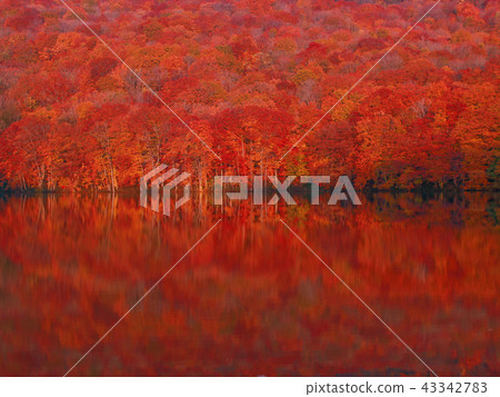 Saginuma /青森縣/紅色的Saginuma Saginuma /青森縣/紅色的Saginuma 43342783