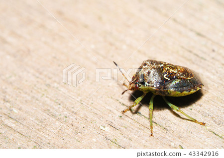 A kind of miyama bug 43342916