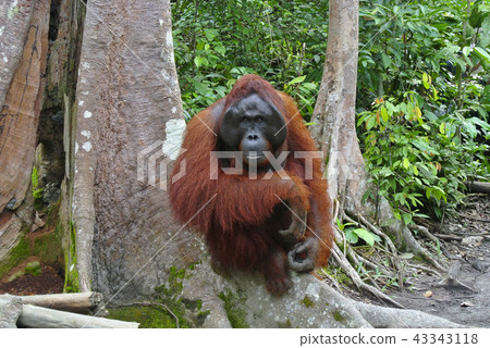Orangutan, Indonesia  43343118