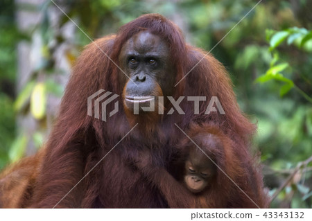 Orangutan with its baby, Indonesia wild life Orangutan with its baby, Indonesia wild life 43343132
