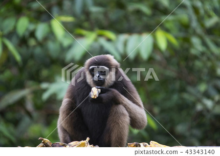 The Bornean white-bearded gibbon, Indonesia 43343140