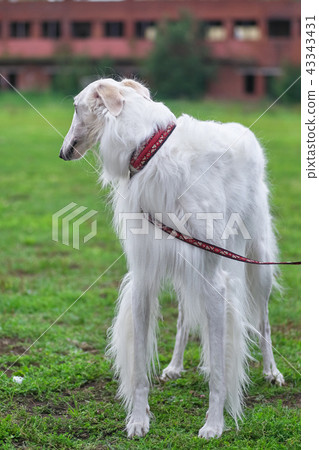 Greyhound dog best sale long hair