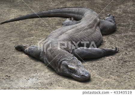 Komodo dragon or monitor, Indonesia wildlife 43343519