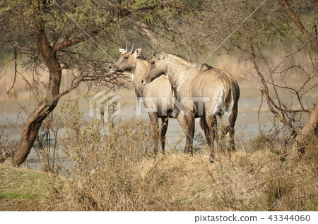 The nilgai or blue bull or Boselaphus tragocamelus 43344060