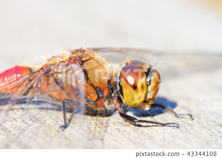 Akiakane (male) 43344108