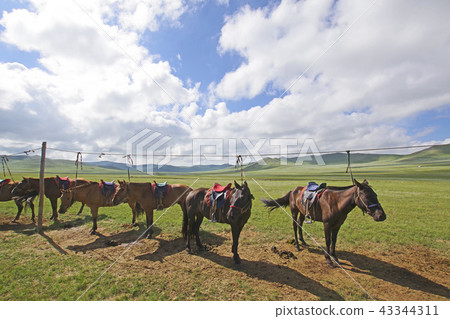 蒙古游牧馬 43344311