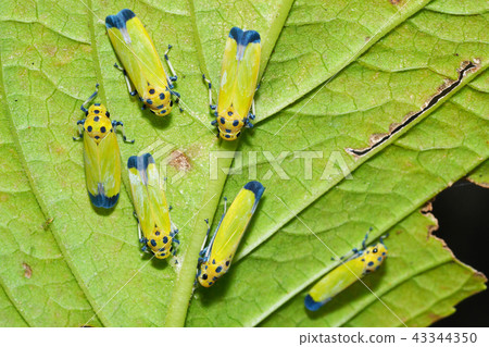 Tsunagogyo Oshoko 43344350