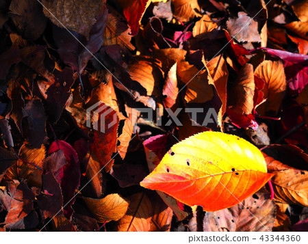 autumn 43344360