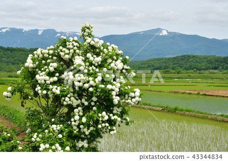 拍攝在北海道蘭契町的鄉下開花的繡球花樹 43344834