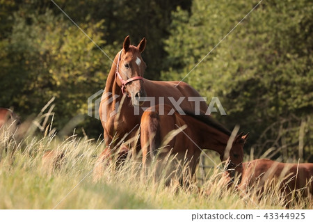 Horses in the pasture, Poland 43344925