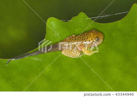 Tadpole, Malabar gliding frog, India Tadpole, Malabar gliding frog, India 43344940
