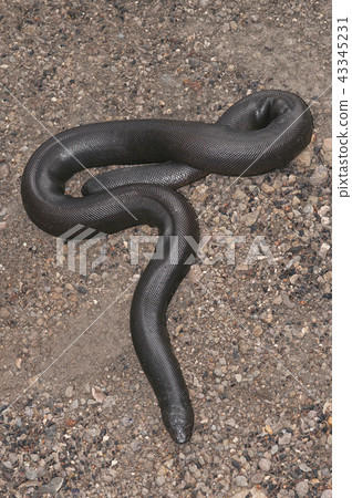 Indian sand boa, Eryx johnii, Maharashtra 43345231