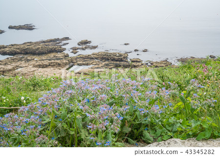 Colorful flowers on the Cornish coast Colorful flowers on the Cornish coast 43345282