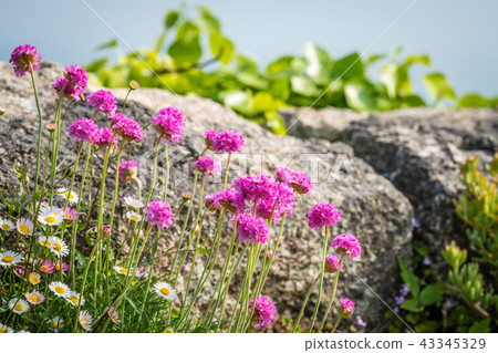 Pink sea thrift growing on a rock 43345329