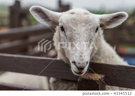 Cute sheep on the farm Cute sheep on the farm 43345512