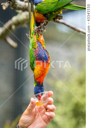 Man giving sweet nectar to Lorikeet Rainbow parrot 43345550
