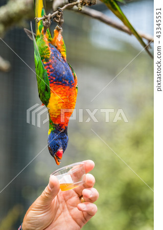 Man giving sweet nectar to Lorikeet Rainbow parrot Man giving sweet nectar to Lorikeet Rainbow parrot 43345551